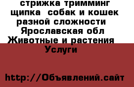 стрижка,тримминг(щипка) собак и кошек разной сложности - Ярославская обл. Животные и растения » Услуги   